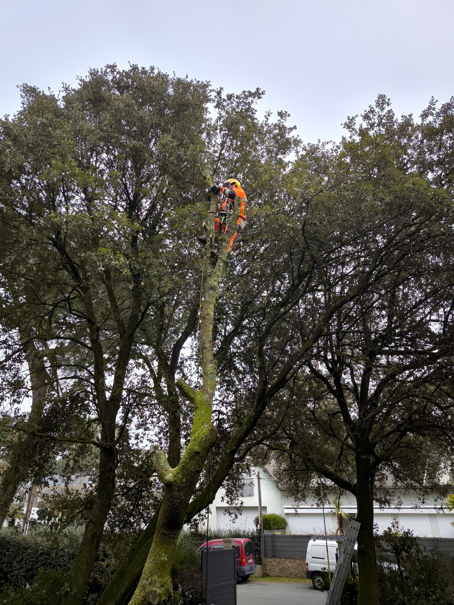 Élagage en hauteur à Saint-Nazaire